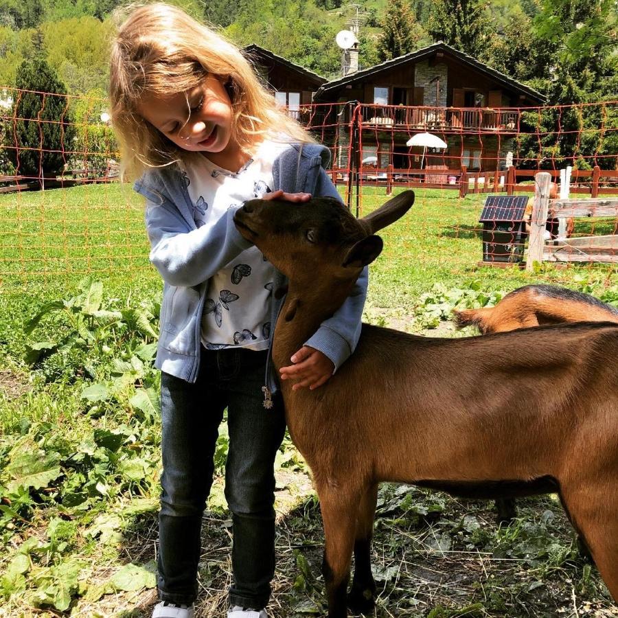 Hotel La Grange - Animal Chic Hotel Courmayeur Eksteriør billede