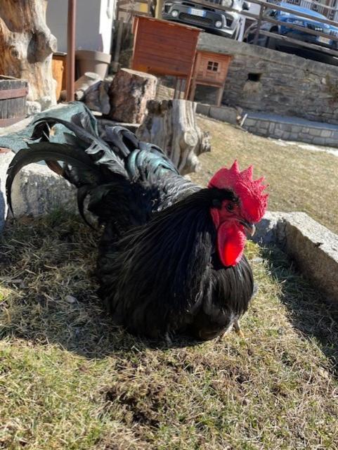 Hotel La Grange - Animal Chic Hotel Courmayeur Eksteriør billede