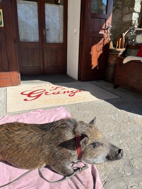 Hotel La Grange - Animal Chic Hotel Courmayeur Eksteriør billede