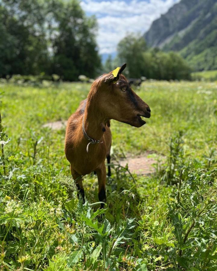 Hotel La Grange - Animal Chic Hotel Courmayeur Eksteriør billede